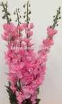 delphinium long pink